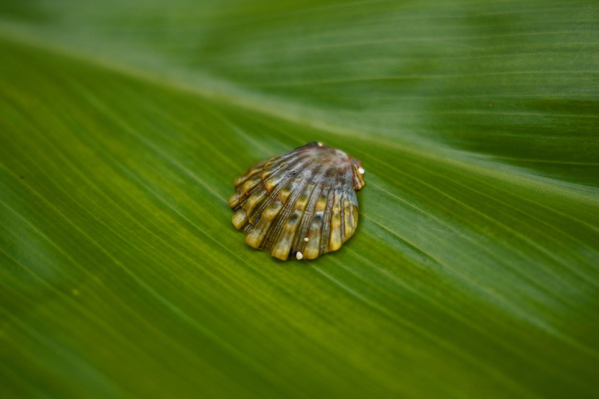 rare green hawaiian moonrise shell